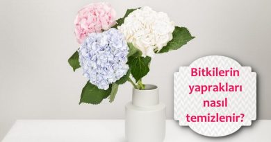 yapraklar nasil temizlenir